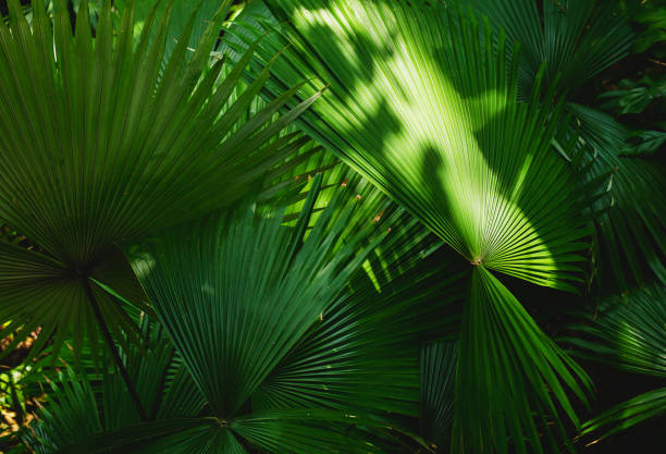istock Nature background of palm leaves. 1141041720