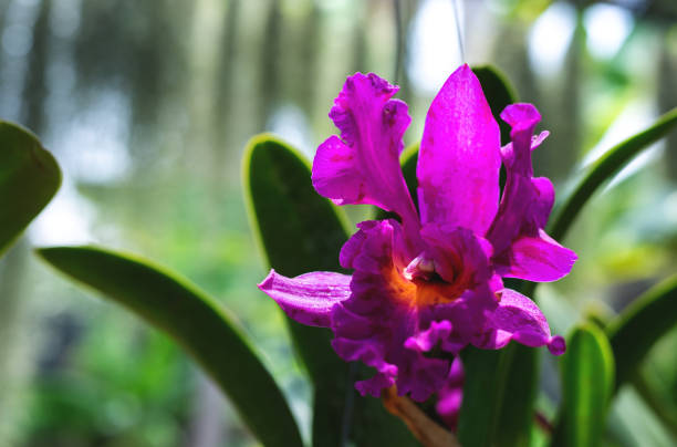 istock iris flower on background of green leaves 1141041762
