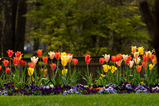 Garden Tulips