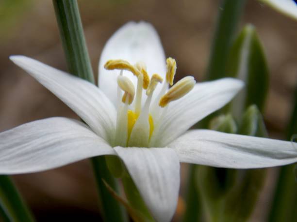 istock white spring flowers in the grass 1141043227