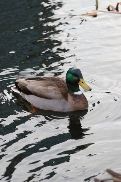 istock Ducks on a pond in Canary District, Toronto 1141044460