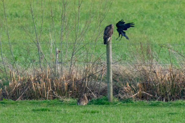 Conflict in nature as a crow attached a buzzard (buteo buteo) whilst a rabbit continues to eat grass