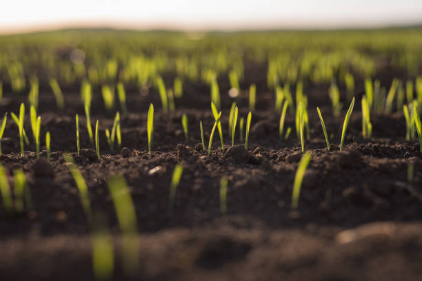 istock Wheat plants during sunset. Barley plant field in spring. Springtime in agriculture 1141046432