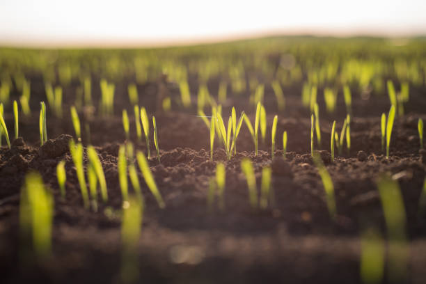 istock Wheat plants during sunset. Barley plant field in spring. Springtime in agriculture 1141046463