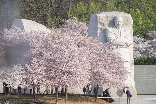 Cherry trees are in full bloom at the Marting Luther King, Jr., Memorial at the Tidal Basin in Washington, DC.