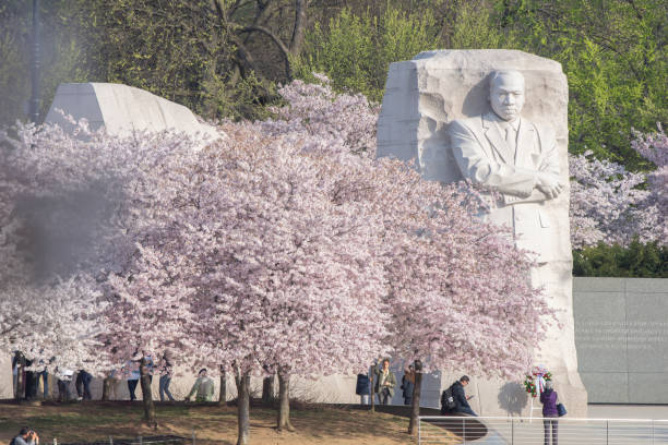 Quiet  time at the MLK Memorial Cherry trees are in full bloom at the Marting Luther King, Jr., Memorial at the Tidal Basin in Washington, DC. martin luther king jr memorial stock pictures, royalty-free photos & images