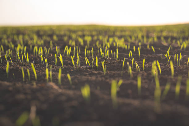 wheat plants during sunset. barley plant field in spring. springtime in agriculture - barley grass fotos imagens e fotografias de stock