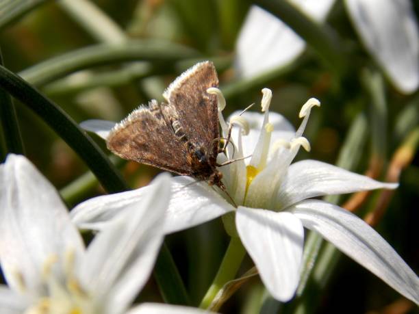 istock butterfly on a white flower 1141046623
