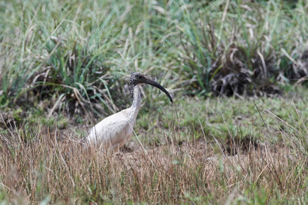 istock African sacred ibis (Threskiornis aethiopicus) 1141047299