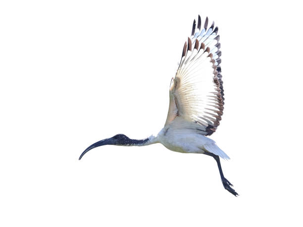 istock African sacred ibis (Threskiornis aethiopicus) 1141047300