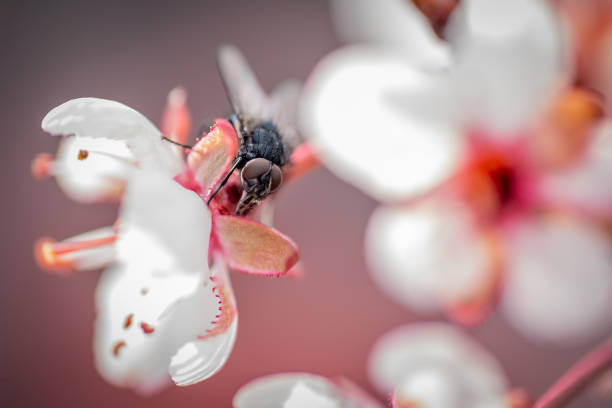 Plum flowers pollinated by a fly