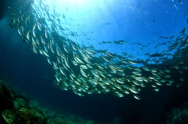 meereslebewesen - starfish underwater sea fish stock-fotos und bilder