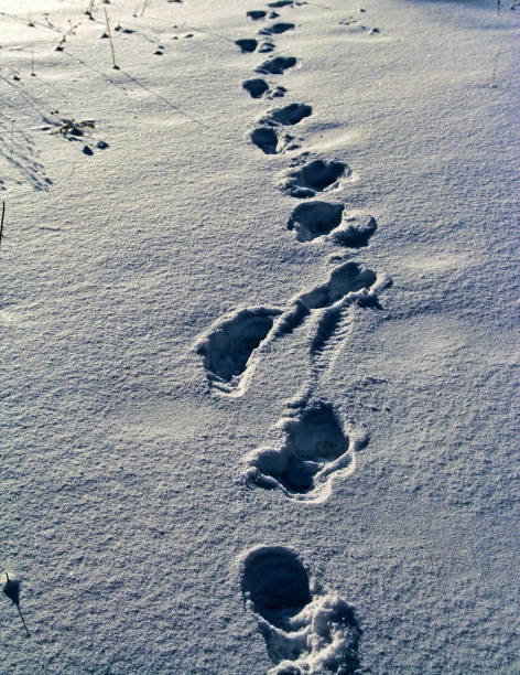 istock Fresh snow foot prints in sunlights 1141048584