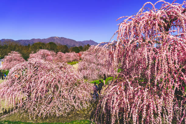 Plum garden, Mie, Japan Plum garden, Mie, Japan mie prefecture photos stock pictures, royalty-free photos & images
