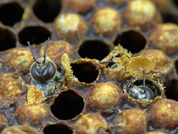 蜂の巣からの孵化のクローズアップ蜂の誕生マクロ - beehive bee colony wax ストックフォトと画像