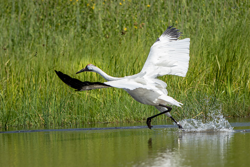 Whooping Crane in a pond trying to fly