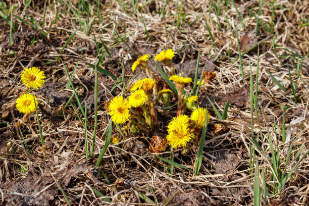 istock Coltsfoot flower (Tussilago farfara) on meadow 1141051259