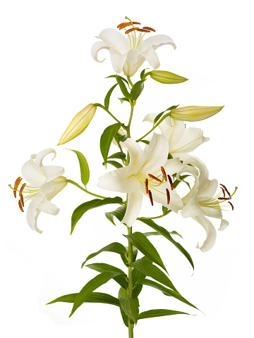 White lily plant isolated on a white background