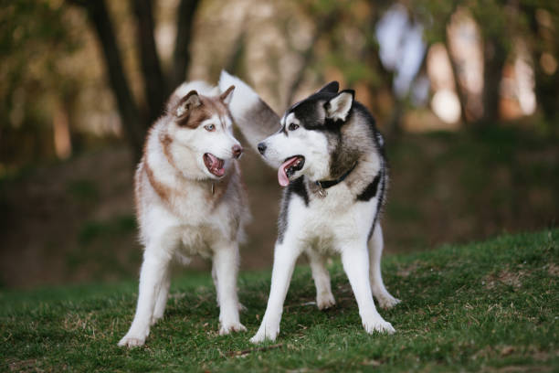 Two siberian huskies in the park - fotografia de stock