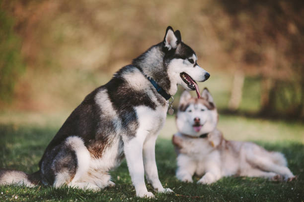 Two siberian huskies sitting in the park - fotografia de stock
