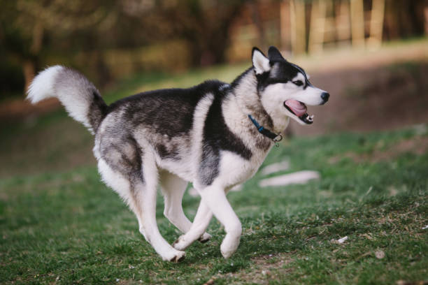 Siberian Husky running in the park - fotografia de stock