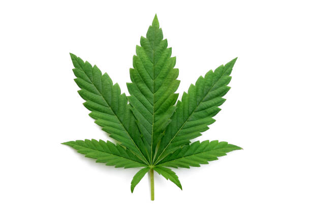hojas de cannabis verdes aisladas sobre fondo blanco. cultivar marihuana medicinal. - hemp fotografías e imágenes de stock
