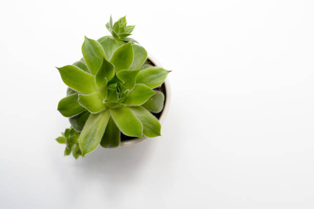Succulent plant on white table Green succulent plant on modern white office desk, top view potted plant from above stock pictures, royalty-free photos & images