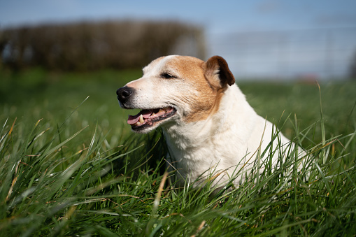 old aged male Jack Russell farm dog sitting in long green grass looking happy with a selective focus and shallow depth of field, with it's tongue out