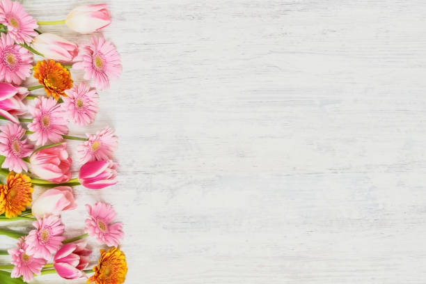 istock Pink tulips and gerberas on white background.  Holiday concept. Space for your text 1141055478