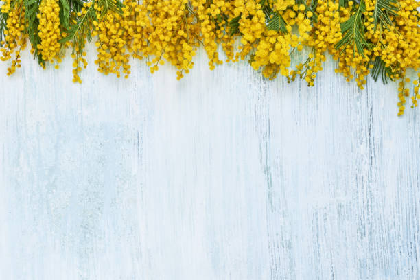 istock Mimosa flowers border on blue background. Copy space, top view. 1141055513