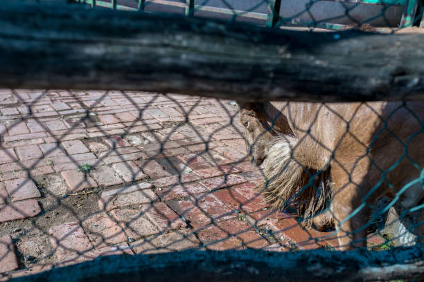 Close up of a goat