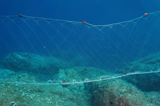 istock A fishing net gillnet underwater on the seabed 1141055583