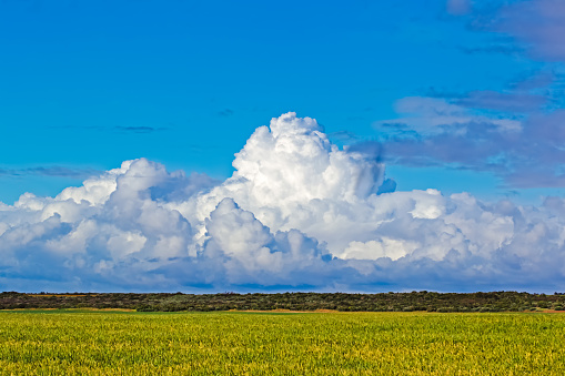 Large  cumulonimbus clouds over wheat field in Western Cape, South Africa