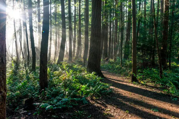 Sun rays shine through an evergreen boreal forest