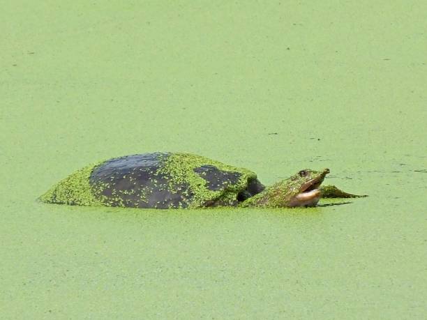 istock Florida Softshell Turtle (Apalone ferox) in duckweed in the Florida wetlands 1141058676