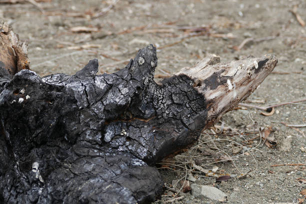 istock studied large tree stump to be burned, burnt tree stump, 1141058929