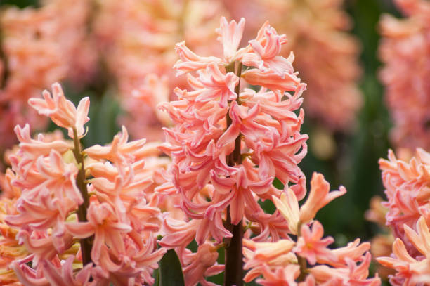 istock living coral hyacinths  in a field 1141059157