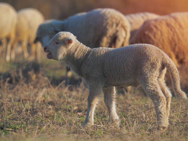 istock Cute little lambs on fresh spring green meadow during sunset 1141060490