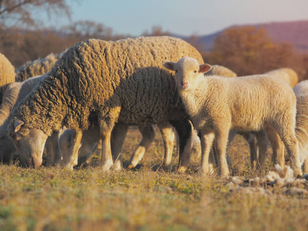 istock Cute little lambs on fresh spring green meadow during sunset 1141060513