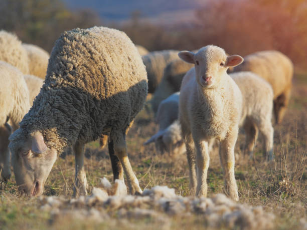 istock Cute little lambs on fresh spring green meadow during sunset 1141060519