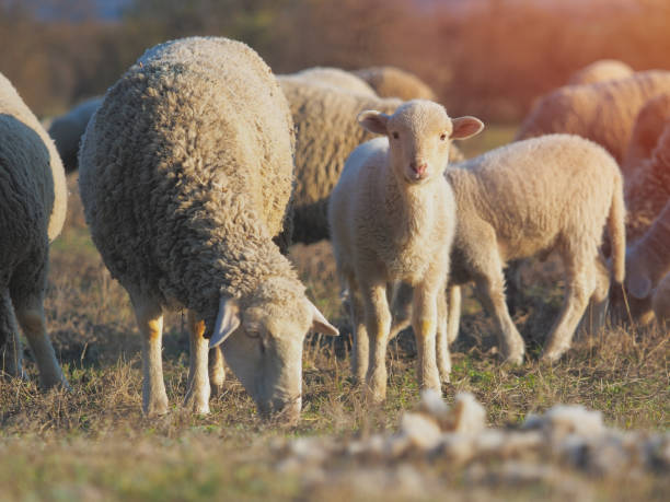 Cute little lambs on fresh spring green meadow during sunset