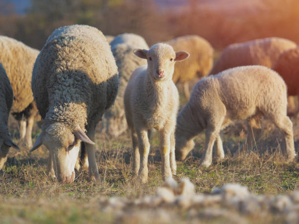 istock Cute little lambs on fresh spring green meadow during sunset 1141060550