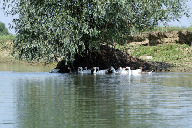 istock Gooses (anser domesticus) swimming in river. Danube Delta channel, Romania. 1141060807