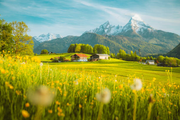 paisaje idílico en los alpes con prados florecientes en primavera - dandelion snow fotografías e imágenes de stock