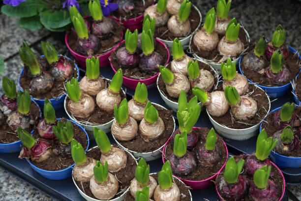 istock Bulbs of spring flowers 1141062507