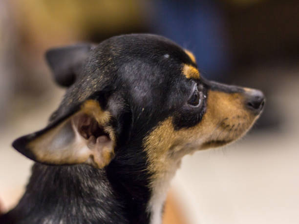Little black-brown Russian dog toy terrier is lying on the sofa. Trained dog. Soft focus