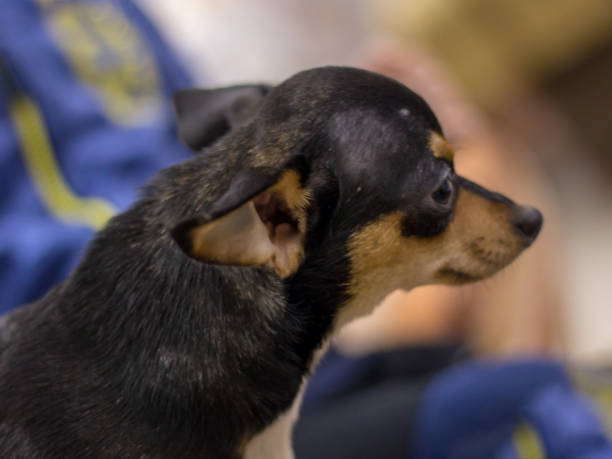 Little black-brown Russian dog toy terrier is lying on the sofa. Trained dog. Soft focus