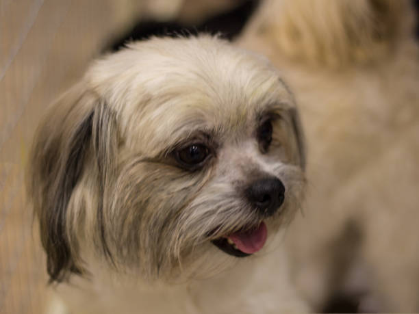 Little white-brown Russian dog Brussels Griffon. Trained dog. Soft focus Little white-brown Russian dog Brussels Griffon. Trained dog. Soft focus brussels griffon dog lying down stock pictures, royalty-free photos & images