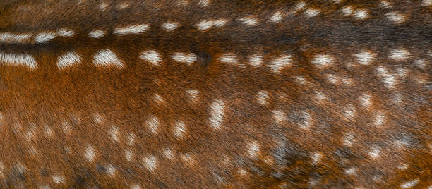 istock Deer fur background close up 1141063489