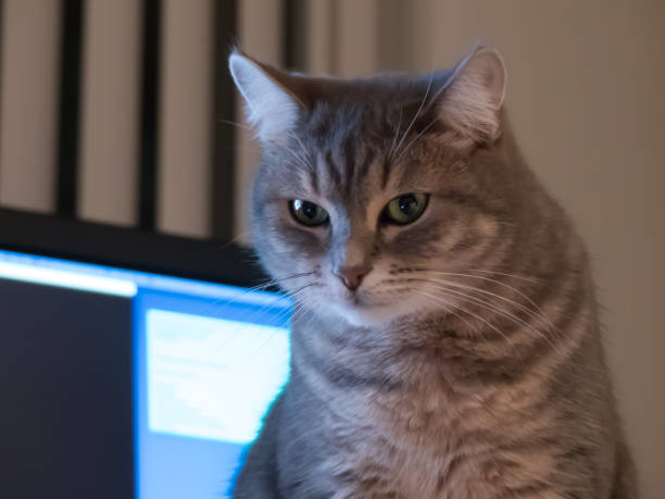 istock Portrait cat computer monitor at background 1141064004